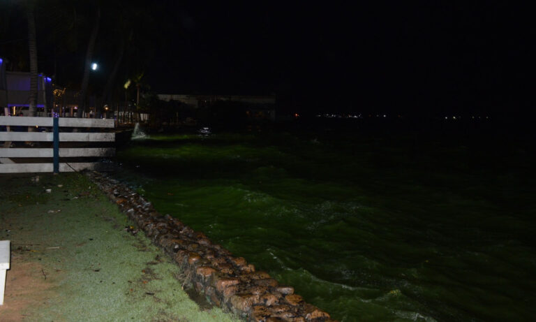 Limpieza en orillas no evita marea verde del Lago