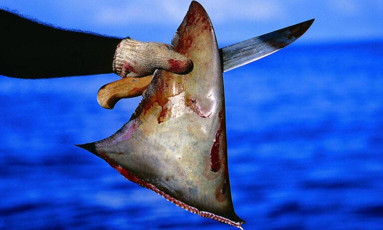Privan de libertad a pescador por presunta venta ilegal de aletas de tiburón