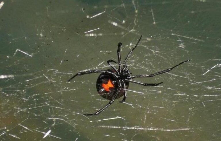 Así terminó niño que se hizo picar por una ‘viuda negra’ para convertirse en Spiderman