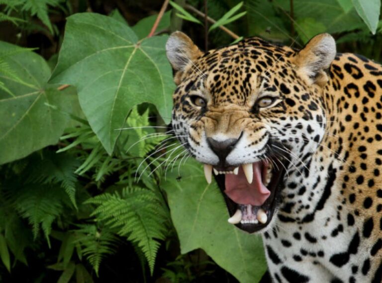 Un muerto y un herido por ataque de jaguar en la Sierra de Perijá