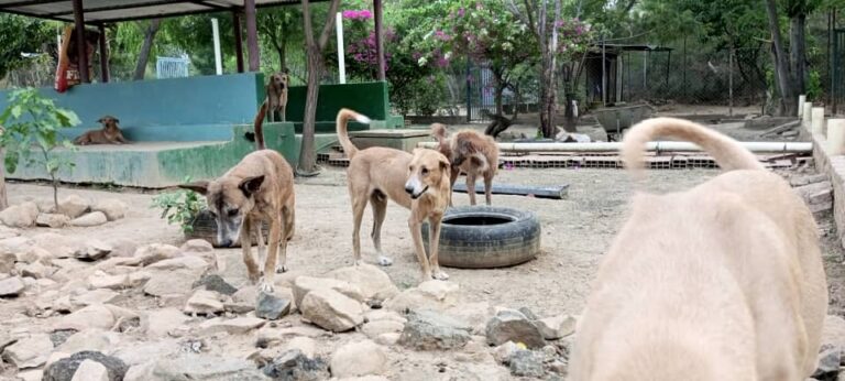 Convocan caminata canina para el domingo en San Antonio del Táchira