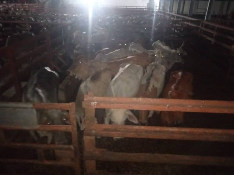 Desmantelada banda que se dedicaba al hurto y contrabando de ganado vacuno