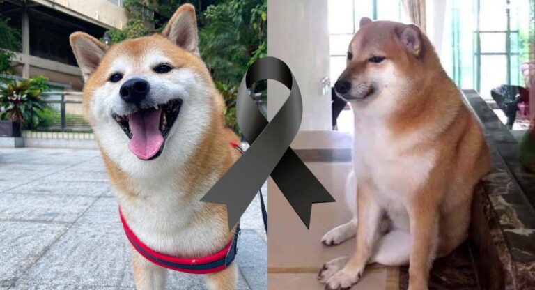 Cheems, el perro más famoso de internet murió este viernes: no venció el cáncer