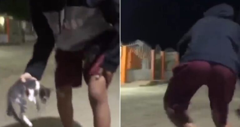 Ministerio Público ordenó detención de un adolescente por maltrato animal