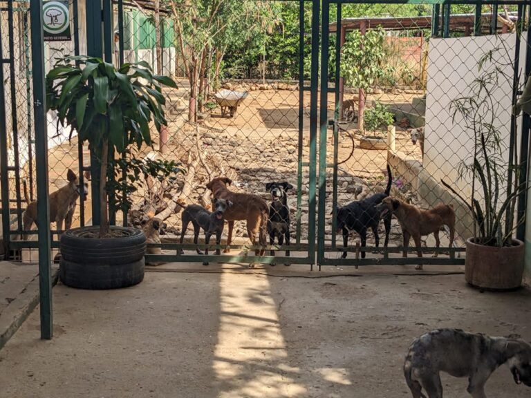 Temen por el cierre del refugio para animales en San Antonio del Táchira