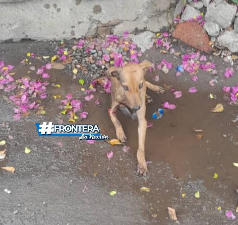 “Atropelló al perrito y no tuvo la gentileza de auxiliarlo”: vecinos en frontera