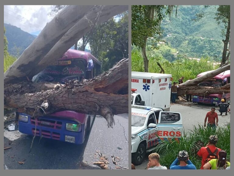 Árbol cayó encima de autobús en Mérida y dejó 10 lesionados