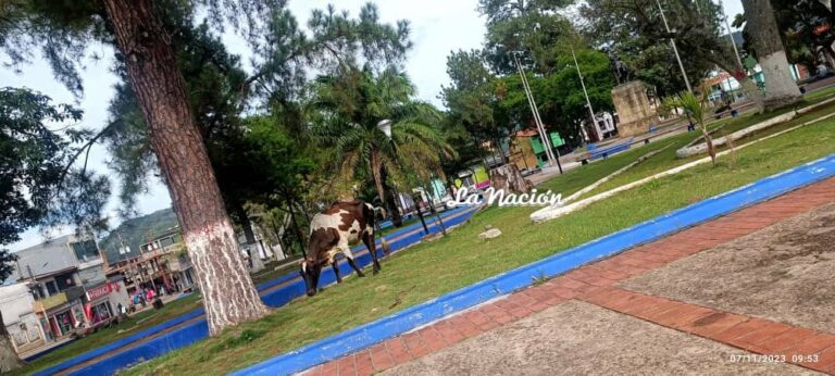 Colonenses denunciaron la presencia de semovientes en la plaza Sucre 