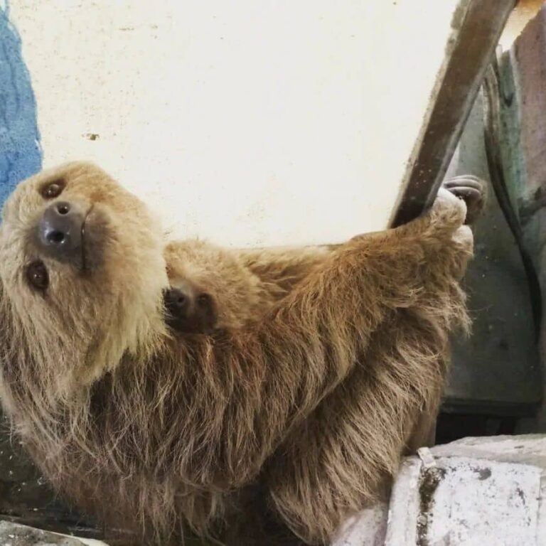 Rescatan una perezosa con su cría en Táriba