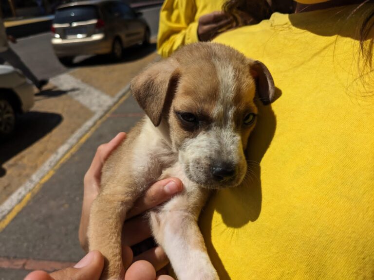 No se detiene jornada de adopción de mascotas en la frontera