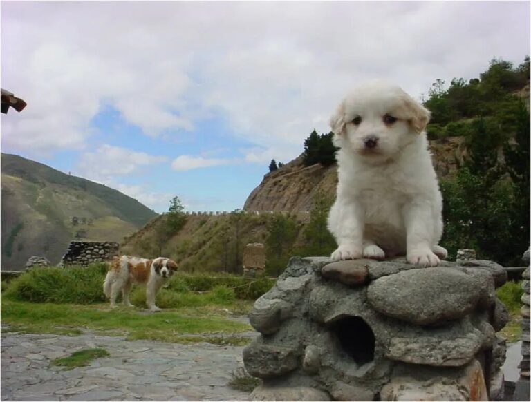 Perros Mucuchíes son certificados como la única raza pura del país