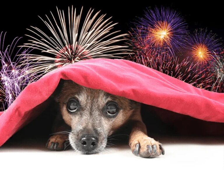 Para tranquilizar a las mascotas ante el terror que les causa la pólvora