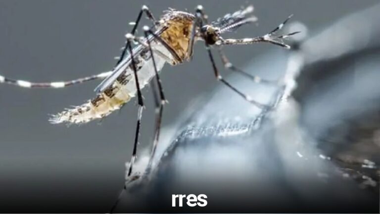 Repunte del dengue en Venezuela: ocho respuestas a las dudas más comunes