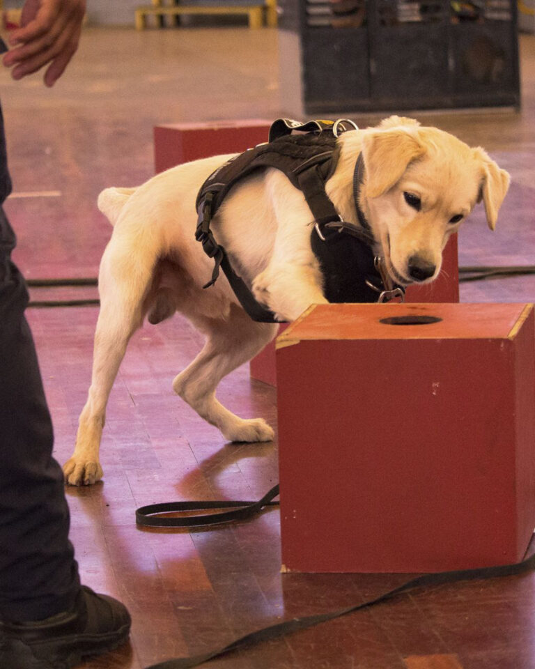Brigada canina moderniza entrenamiento de la Unidad K-9 Antidrogas