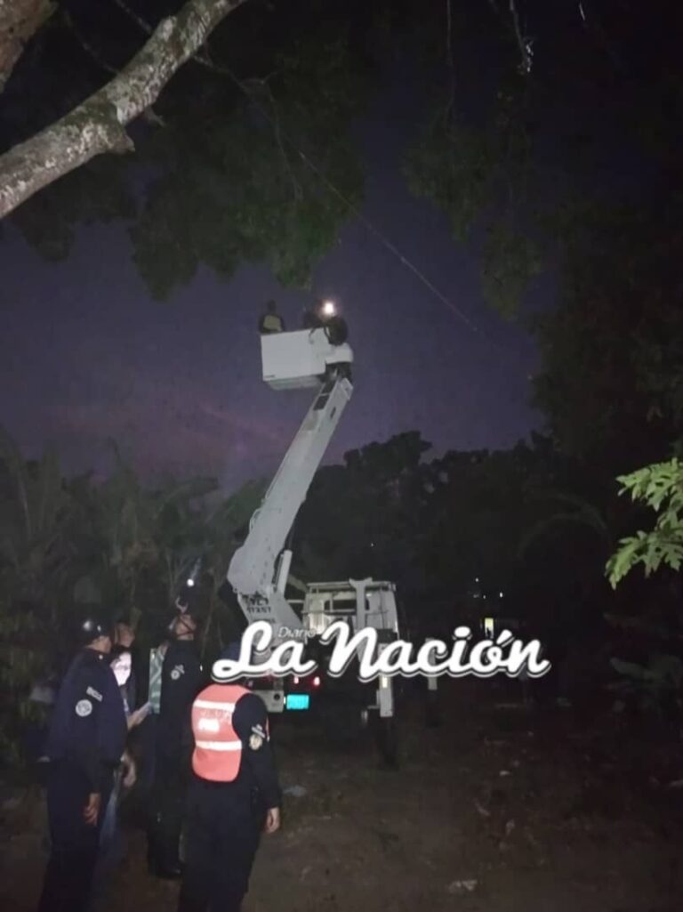 Rescatan un gato que tenía más de 7 días atascado en un árbol en Colón