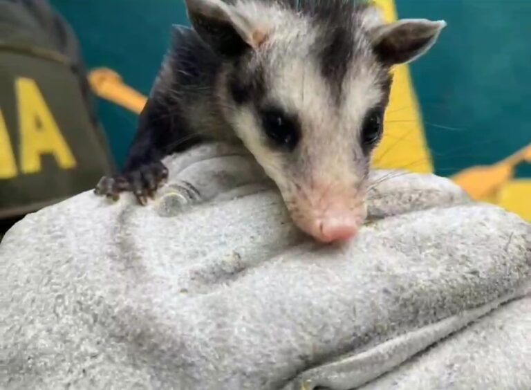 Rescatan a una guacharaca y a una zarigüeya a punto de ser atacadas por animales domésticos en Cúcuta