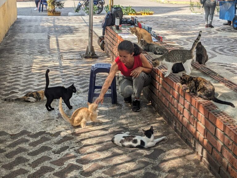 “Se están desapareciendo los gatos de la plaza Bolívar de San Antonio”: Luz Santos