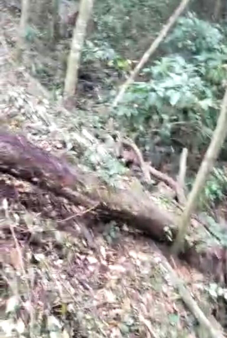 Denuncian tala indiscriminada en la parroquia Juan Vicente Gómez