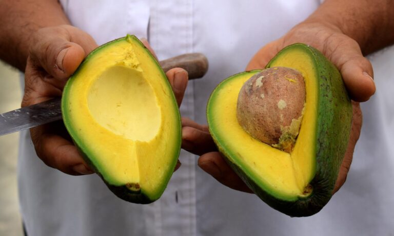 Precio del aguacate “está por las nubes” en Maracaibo y San Francisco