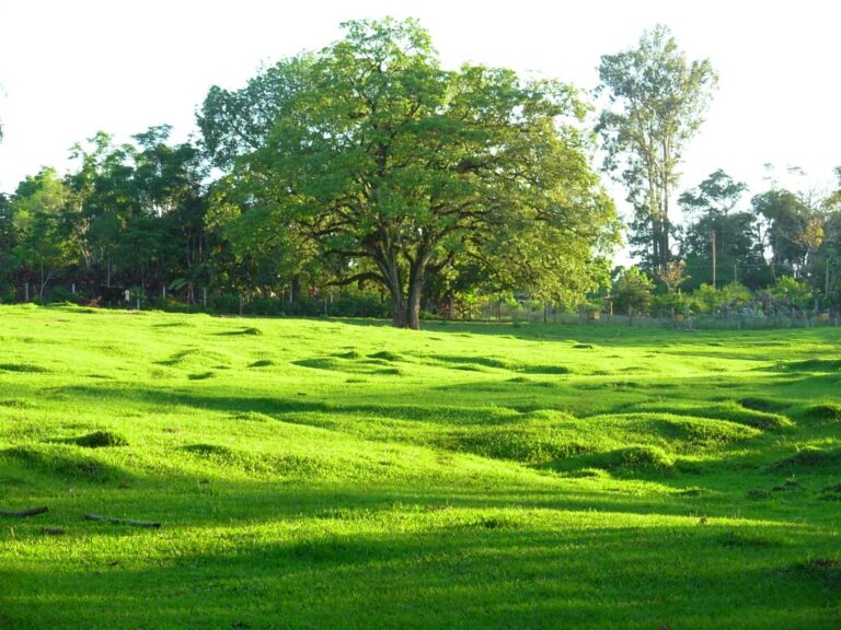 ¿Cómo manejar potreros en épocas secas? | Arando Futuro