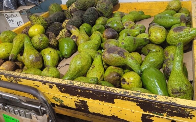 Por las nubes el aguacate en Anzoátegui