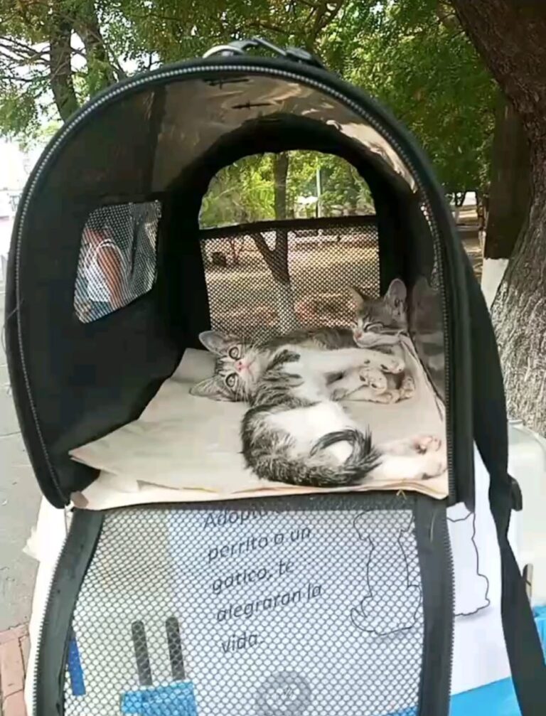 Regresan las jornadas de adopción de mascotas a la frontera