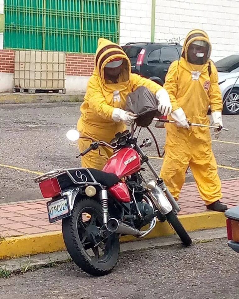 Enjambre de abejas migratorias en La Concordia