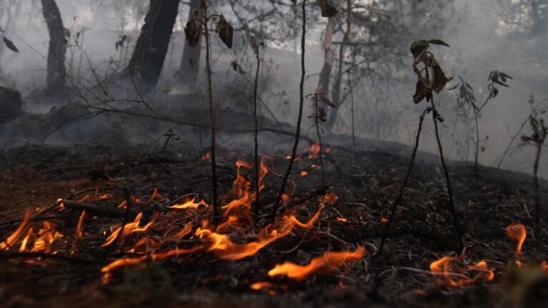 Focos de calor ya superan el promedio anual, según Hidromet UCV