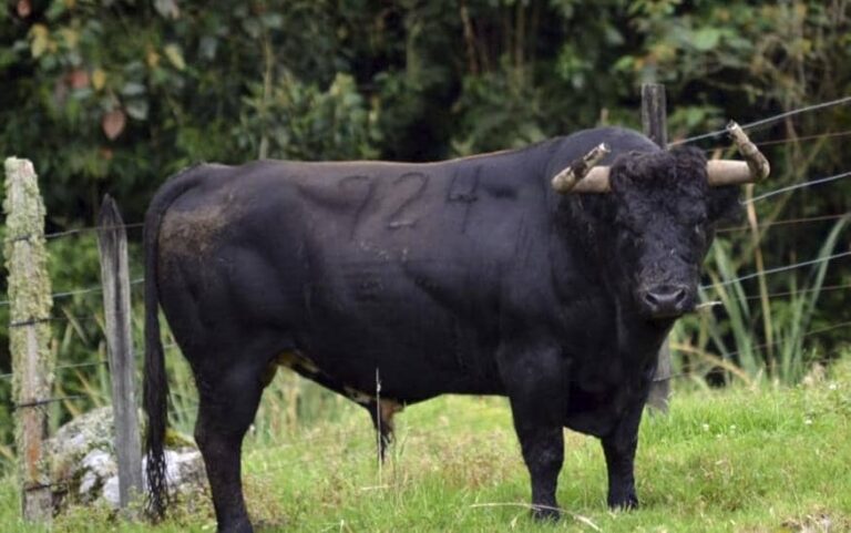 César Rincón debuta como ganadero en Tovar, Venezuela