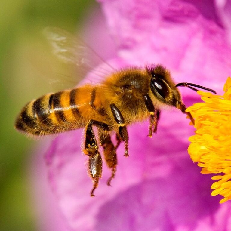 Hoy se conmemora el Día Internacional de las Abejas