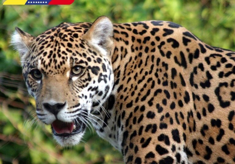 Si no protegemos nuestra biodiversidadla vida en el planeta está en grave riesgo