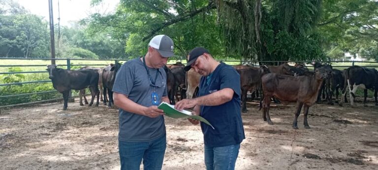 Desparasitan y vacunan rebaño de Sirca Unet
