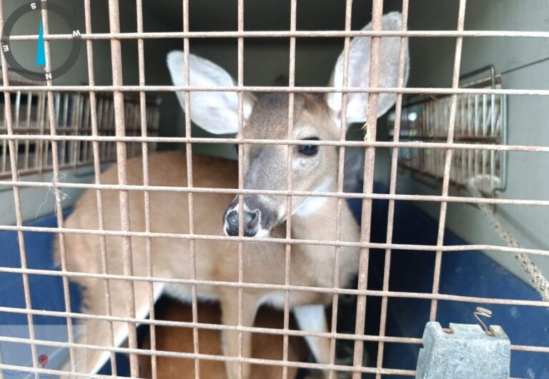 Rescatan Animales silvestres