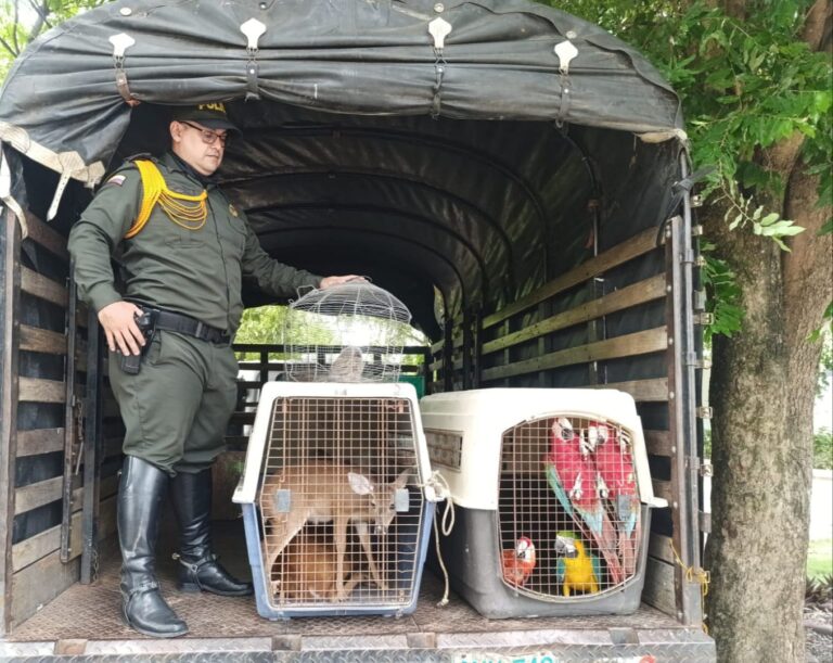 Rescatan a siete especies de fauna silvestre en frontera