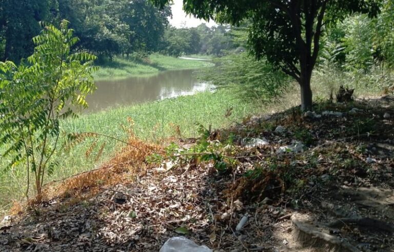 Anzoátegui | Exhortan a fomentar más la educación ambiental y la reforestación