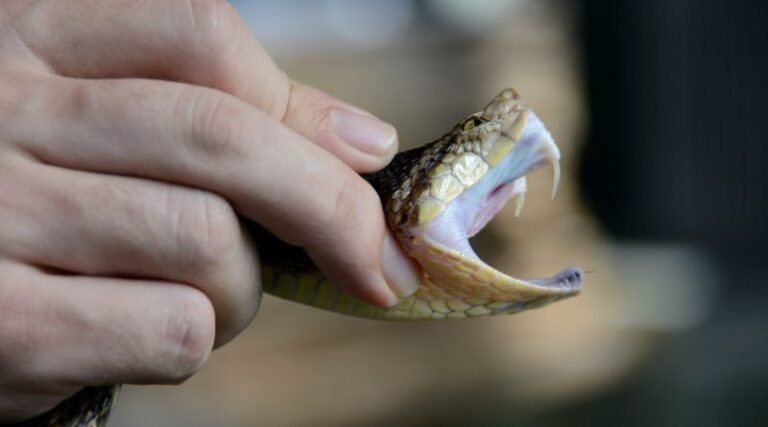 Sigue sin suero antiofídico costa oriental falconiana