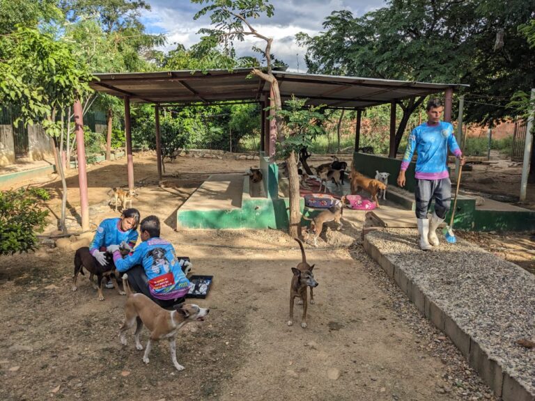 «Ni alimentos ni agua»: En emergencia el refugio para animales en frontera