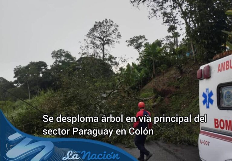 Se desploma árbol en sector Paraguay en Colón