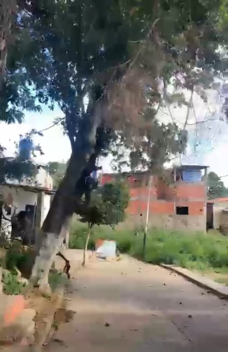 En El Palotal temen por el posible colapso de un árbol