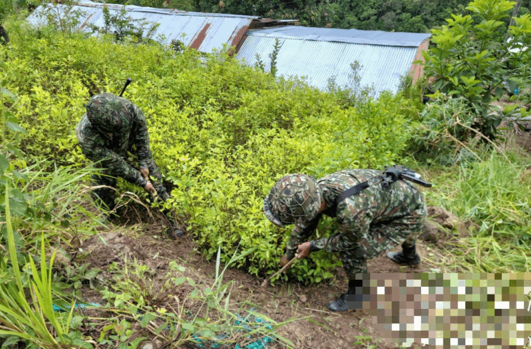 Destruyen enorme semillero de hoja de coca en Norte de Santander