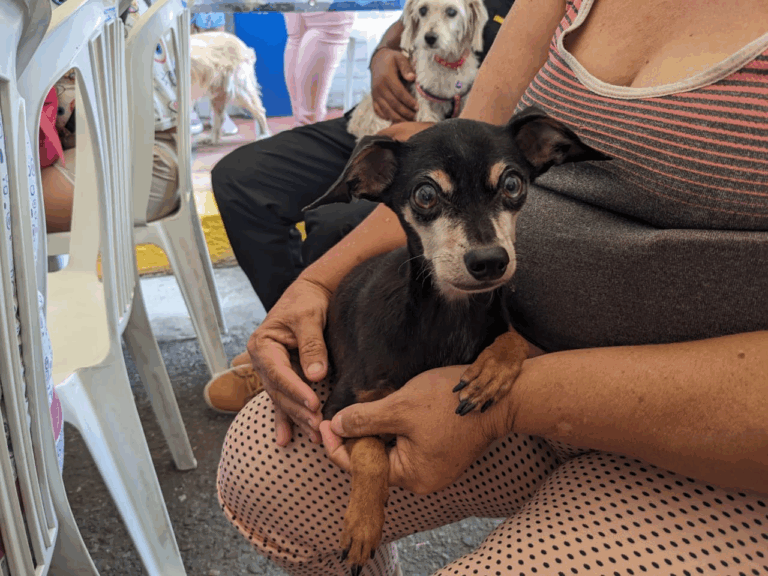 Mascotas de la frontera son atendidas en jornada en especial
