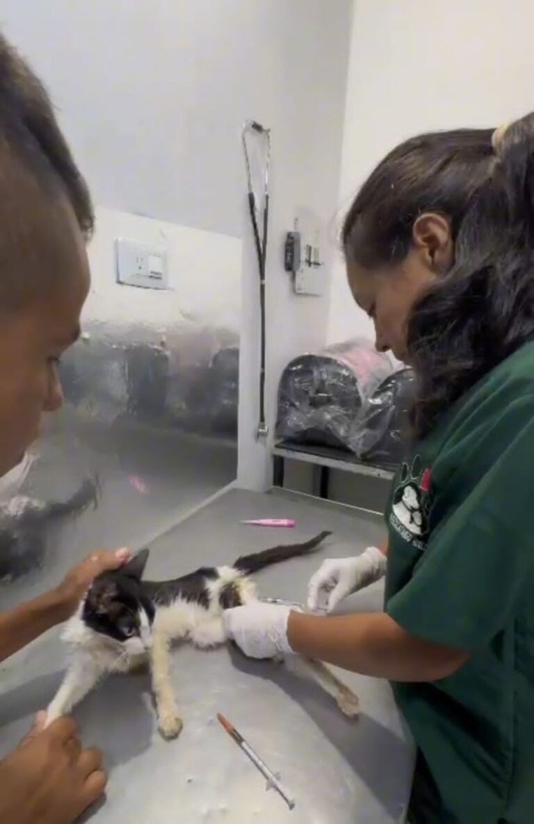 Rescatando Huellas arriba a su tercer aniversario