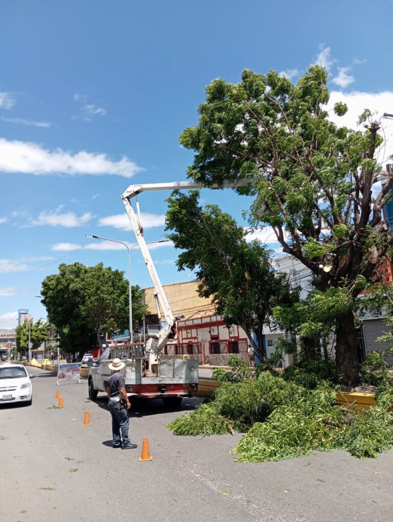 Embellecen avenidas de San Antonio del Táchira