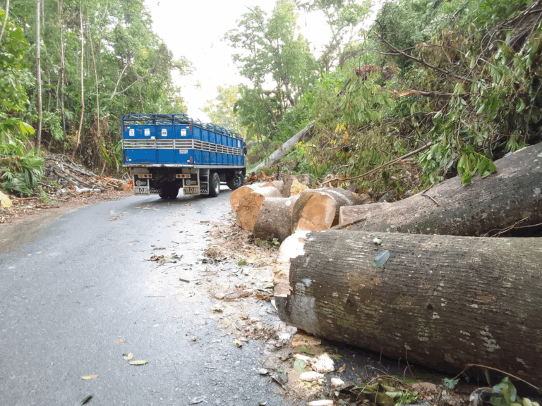 Accidente en Panamericano por árbol caído en la vía