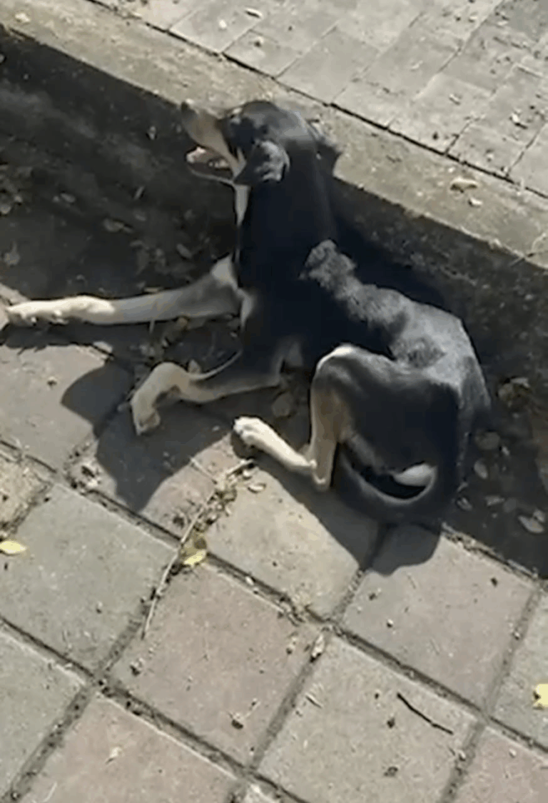 ¡Lucas volvió a caminar!