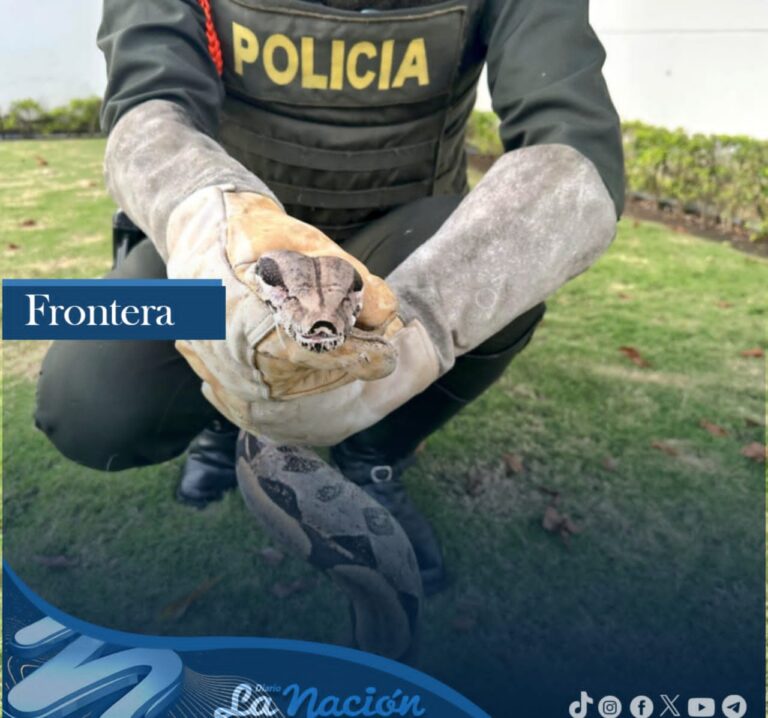 Rescatan fauna silvestre en Cúcuta