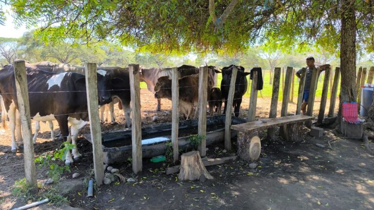 Barinas | Productores reportan pérdidas por constantes apagones en el municipio Sosa