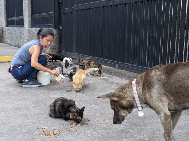 «Colitas y Bigotes»: el sueño por el que trabaja sin descanso la guardiana de gatos