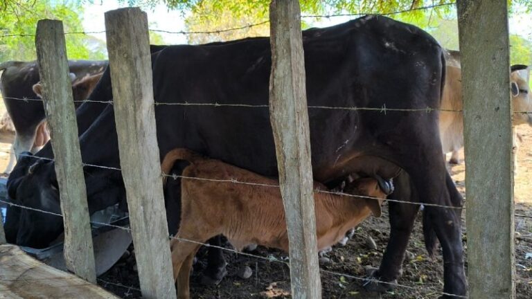 Barinas | Productores de Capitanejo piden a empresas revisar precios de la leche