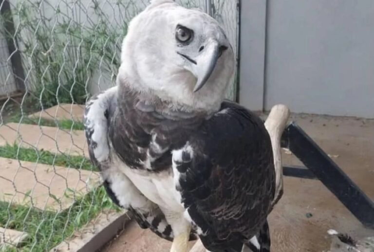 Fiscal general ordena investigación por caso de águila harpía en hotel de Guasipati